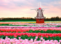 Экспорт товаров в Нидерланды