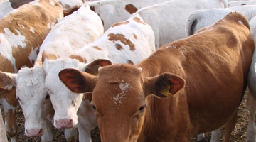 Экспорт молока в Китай